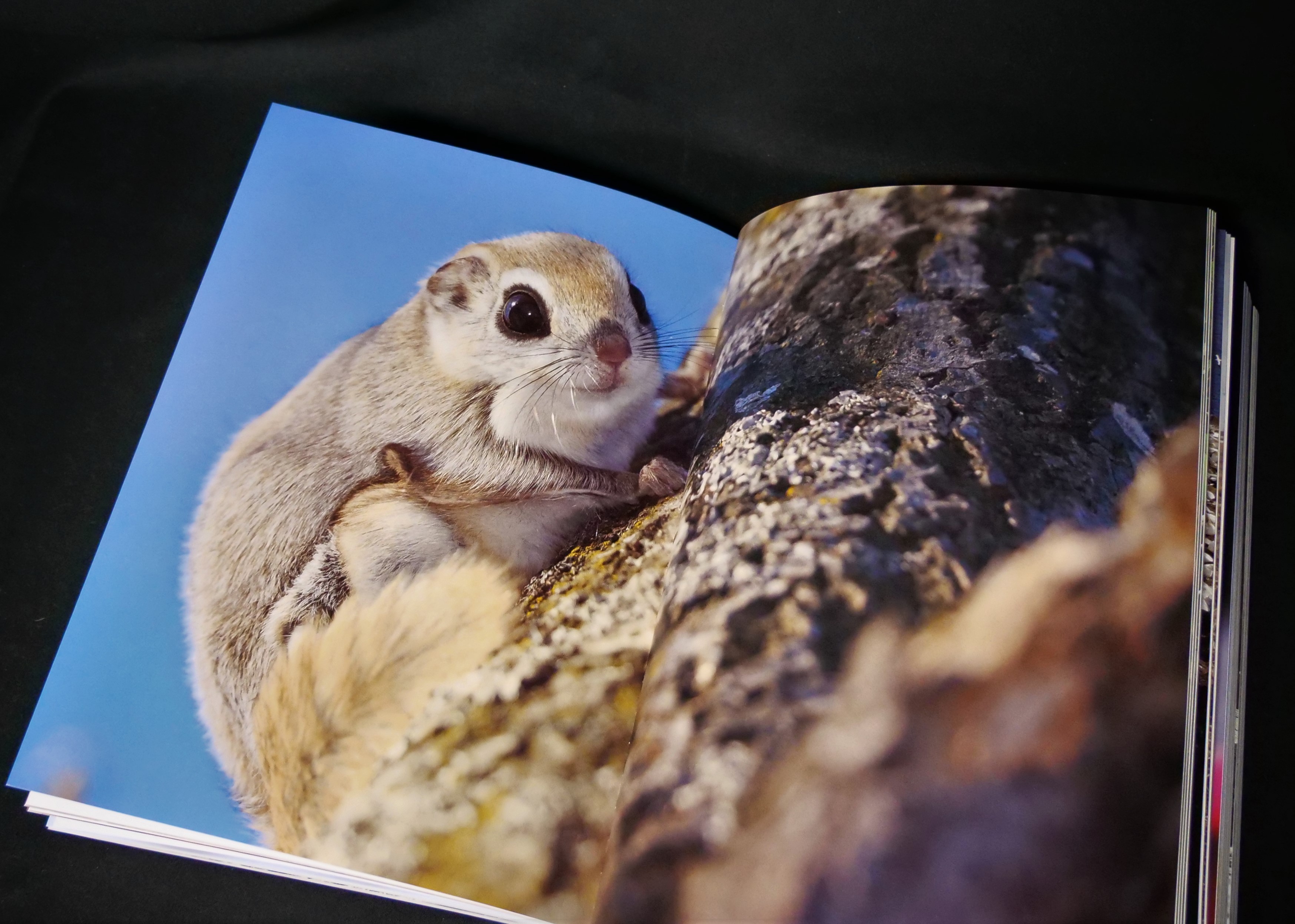 写真家と野生動物との魂の交流が生み出す迫力の写真集。写真の圧倒的な臨場感を目元の諧調まで気配りし再現。 - 東京印書館 |  写真集・展覧会図録・絵本・その他印刷物の企画制作| TOKYO INSHOKAN PRINTING CO.,LTD.