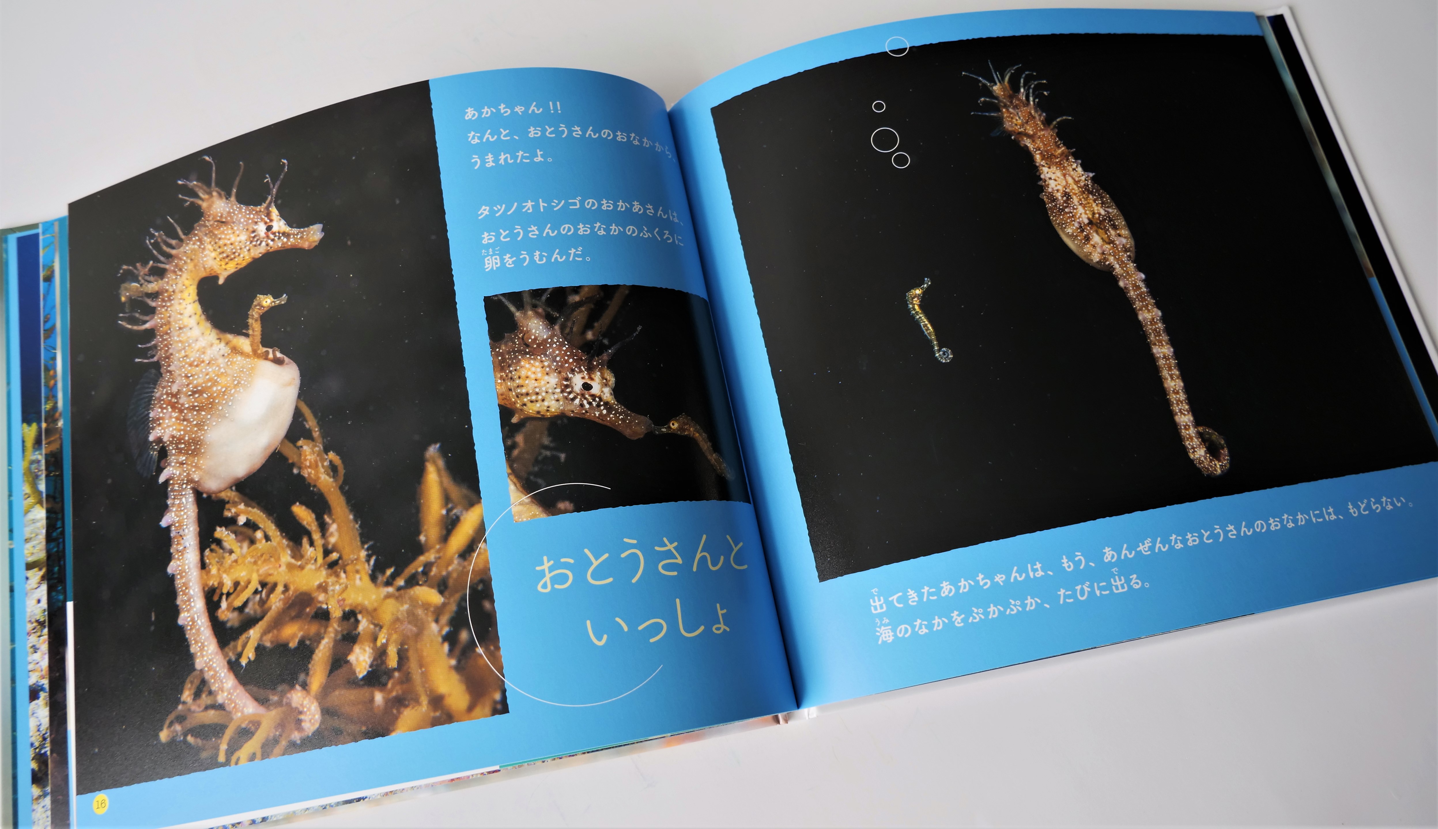 海の子がんばれ！と応援したくなる写真絵本。ドットゲインを小さくして海の生きものを明るく鮮やかに - 東京印書館 | 写真集・展覧会図録・絵本・その他印刷物の企画制作|  TOKYO INSHOKAN PRINTING CO.
